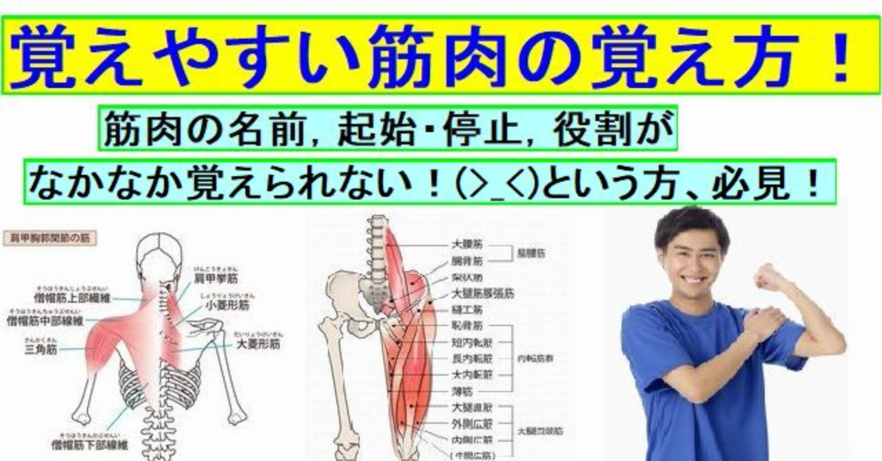 筋肉を中々覚えられない方必見 覚えやすい筋肉の覚え方 Sskoto Brain