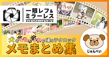 一眼レフ&ミラーレスが上手くなりたい人全てに捧げる「犬を可愛く上手に撮るテクニック メモまとめ集」